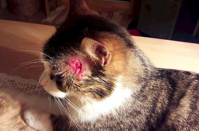 Erst vor kurzem kehrte ebenfalls in Gampel eine Katze nach dem Freigang mit atypischen Kopfverletzungen zu ihren Besitzern zurück.