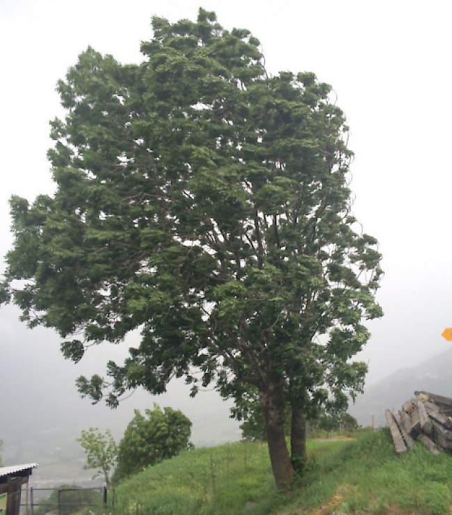 In den Sturmwinden biegen sich die kräftigsten Bäume wie hier in Eggerberg am Samstagmittag.