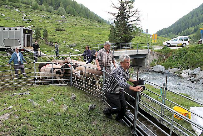 Prophylaxe. Bevor die neu ankommenden Schafe in die Herde getrieben werden, durchlaufen sie das Klauenbad, um der Moderhinke vorzubeugen. Foto 1815.ch
