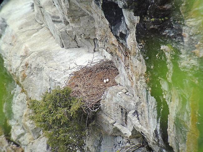 Der verlassene Horst des Fieschertaler Adlerpaars – Pro Natura ist empört.