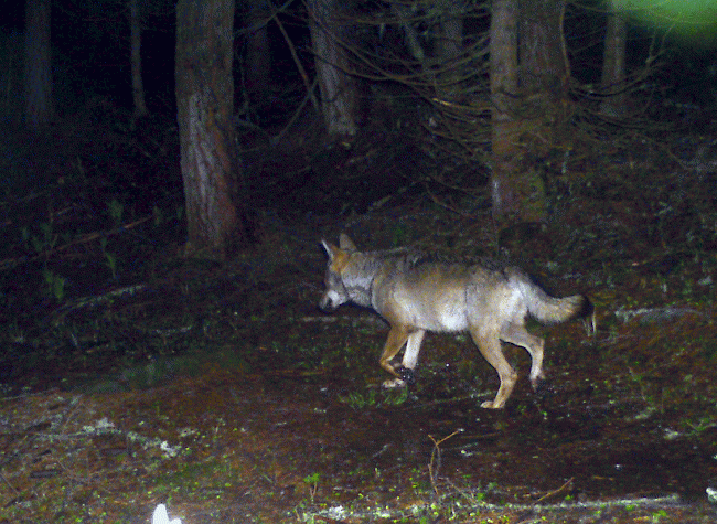 Der Wolfsrüde M59 in der Fotofalle im Augstbord-Gebiet im Juni 2016. 