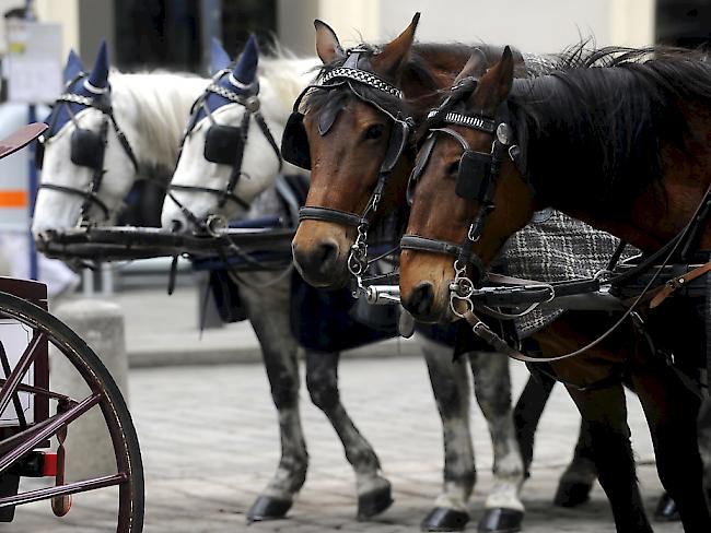 Der Wiener Landtag hat die Arbeitsbedingungen der Fiaker-Pferde verbessert