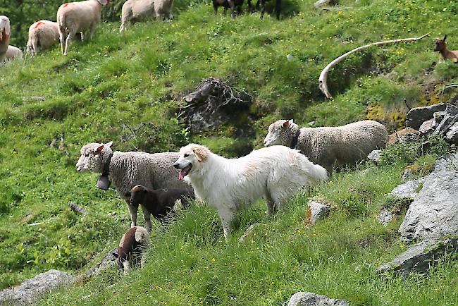Wirksam. Zur effizienten Vermeidung von Angriffen von Wölfen sind Herdenschutzhunde das wirksamste Mittel. 30 von ihnen stehen derzeit auf Alpen im Oberwallis im Einsatz. 
