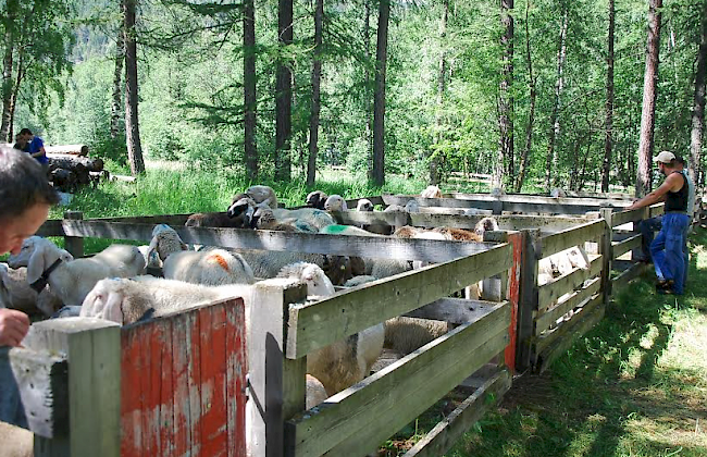 Die Schafe sind separat nach Bauer unterteilt.