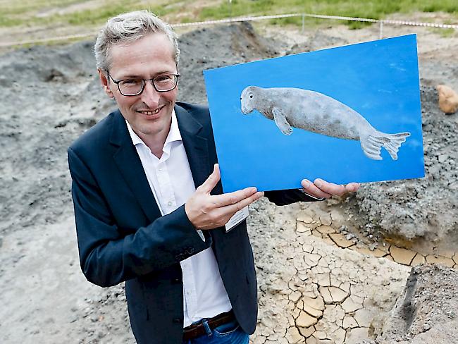 Hobby-Paläontologe Uwe Havekost die Illustration der 11 Millionen Jahre alten Robbe, deren Skelett er entdeckt hat
