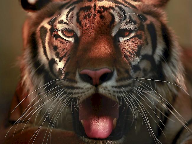 Mehrere Tiger haben in einem chinesischen Safaripark eine Frau getötet. (Symbolbild)