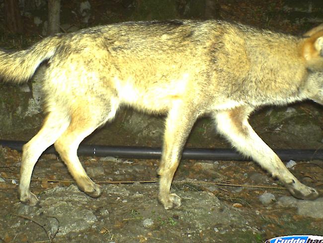 Beim abgeschossenen Wolf handelt es sich mutmasslich um M68. Er tappte im April in Seelisberg in eine Fotofalle. Bei dem Tier handelt es sich um einen aus Italien eingewanderten Rüden, der vorher noch nie in der Schweiz aufgetaucht war.