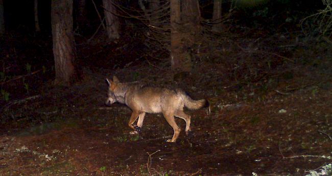 Gejagter. Der Wolfsrüde M59, dem Wildhüter in der Augstbord-Region bislang vergeblich nachstellten, auf einem Fotofallenbild der Gruppe Wolf Schweiz vom Juni. 
