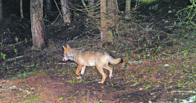 Könnte schon bald wieder gejagt werden: Der Wolfsrüde M59, dem Wildhüter in der Augstbordregion bislang vergeblich nachstellten, auf einem Fotofallenbild der Gruppe Wolf Schweiz vom Juni.
