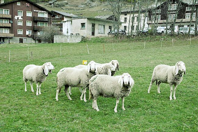 Die Saaser Mutten sind am Schafscheid in Saas-Almagell zu bewundern.