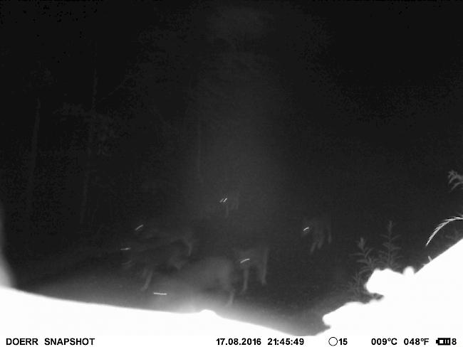 Das Calanca-Wolfsrudel hat auch dieses Jahr Nachwuchs bekommen: Das Bild aus der Fotofalle zeigt einen erwachsenen Wolf und sechs Welpen.
