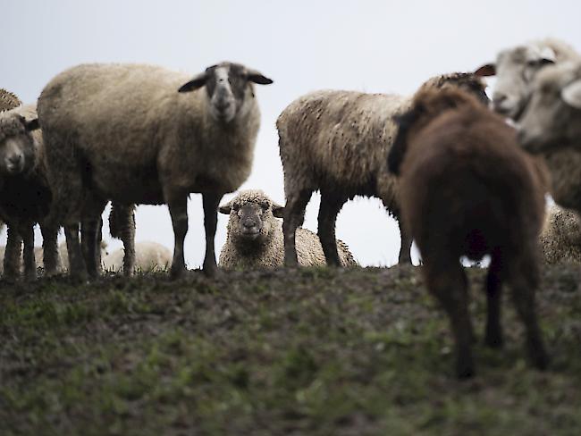 Über 250 Schafe starben im vergangenen Juni in Iselisberg TG, weil ihr Futter durch einen Tierkadaver vergiftet war. Ein Speziallabor bestätigte jetzt den Verdacht auf Botulinumtoxin (Archivbild)