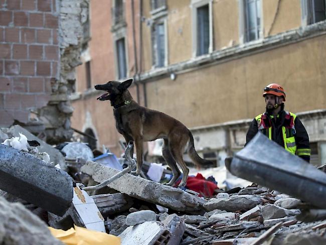 43 Hunde helfen in der mittelitalienischen Erdbebenstadt Amatrice Verschüttete zu bergen.