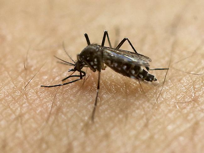 Übertragen wird das Zika-Virus durch die Tiger-Mücke, aber auch durch sexuelle Kontakte. (Archivbild)