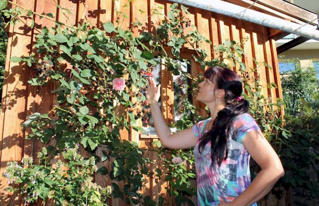 Befallen. Claudia Müller muss die diesjährige Brombeerernte in ihrem Hausgarten wegen der Kirschessigfliege komplett abschreiben.
