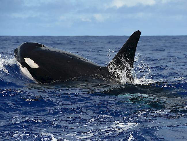 Orcas vor Hawaii: Das grösste Meeresschutzgebiet der Welt mit einer Fläche von nunmehr 1,5 Millionen Quadratkilometer befindet sich vor Hawaii. (Archivbild)