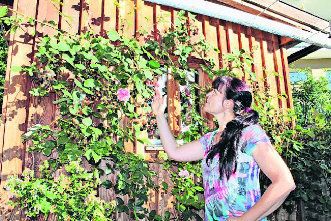 Befallen. Claudia Müller muss die diesjährige Brombeerernte in ihrem Hausgarten wegen der Kirschessigfliege komplett abschreiben. 