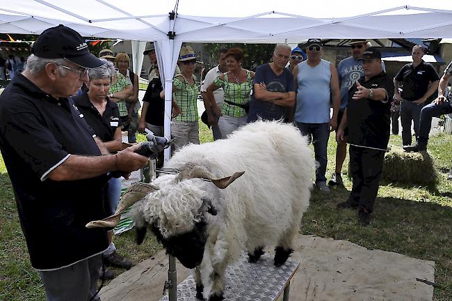 Toni Gsponer demonstriert, wie heutzutage Schafe ihrer Wolle entledigt werden.