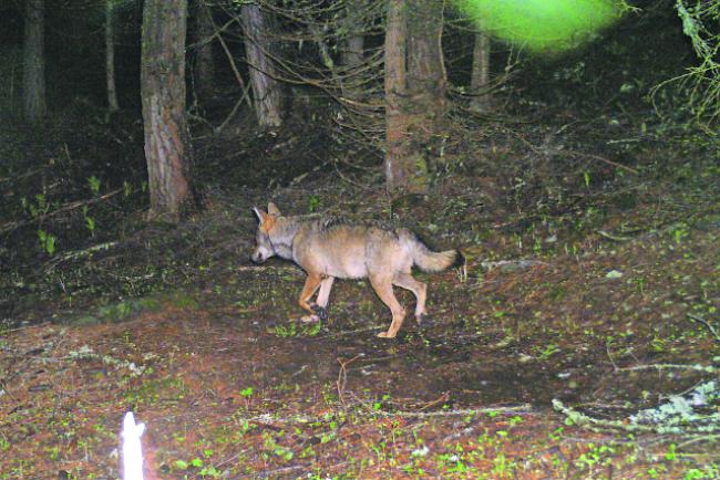 Hat immer noch Hunger. Der Wolf hat in der Augstbordregion erneut zugeschlagen.