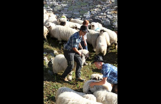 Am Sonntag kam es schliesslich zur Schafscheid.