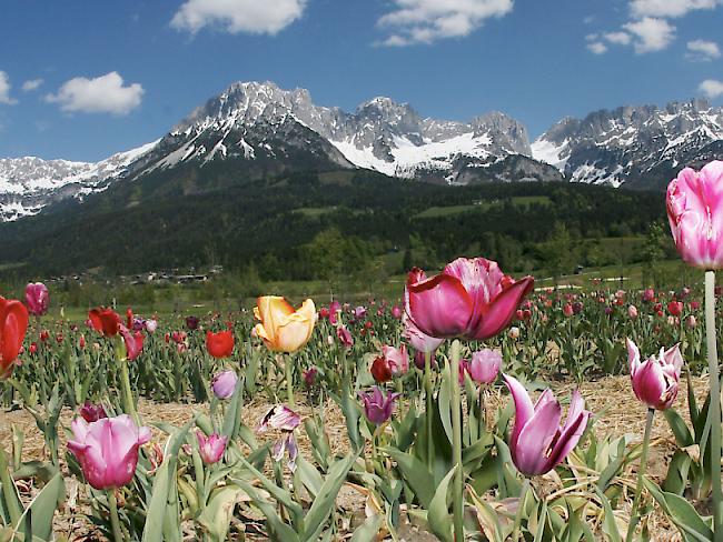 Touristen reisen diesen Sommer gerne nach Österreich, im Bild das Kaisergebirge im Tirol.