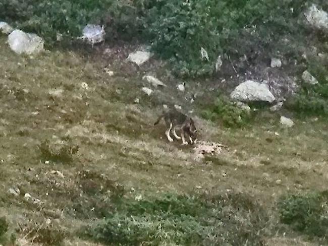 Foto vom vergangenen August: Es zeigt einen Jungwolf in der Gegend der Eischollalp (Archivbild).