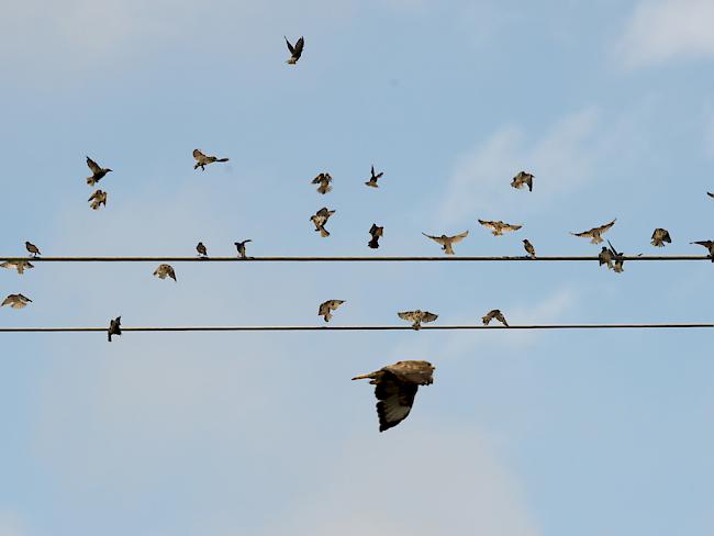 Zugvögel machen sich auf Richtung Süden. (Archivbild)