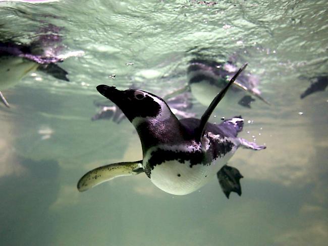 Ein Pinguin schwimmt jedes Jahr tausende Kilometer und besucht seinen einstigen Retter auf einer brasilianischen Insel. (Archiv)