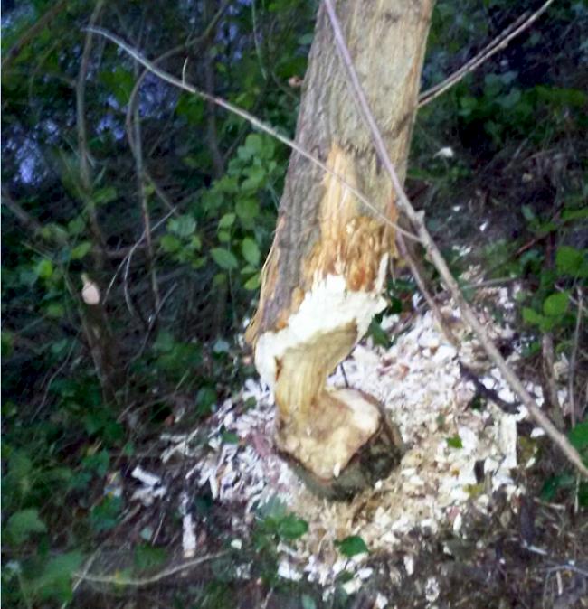 Ein umgenagter Baum verursacht in Steg einen Stromausfall. 