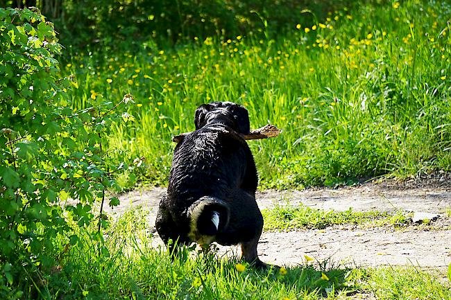 Hunde laufen in Ried-Brig oft frei herum. Hundekot in Wäldern und Wiesen ist die Folge.