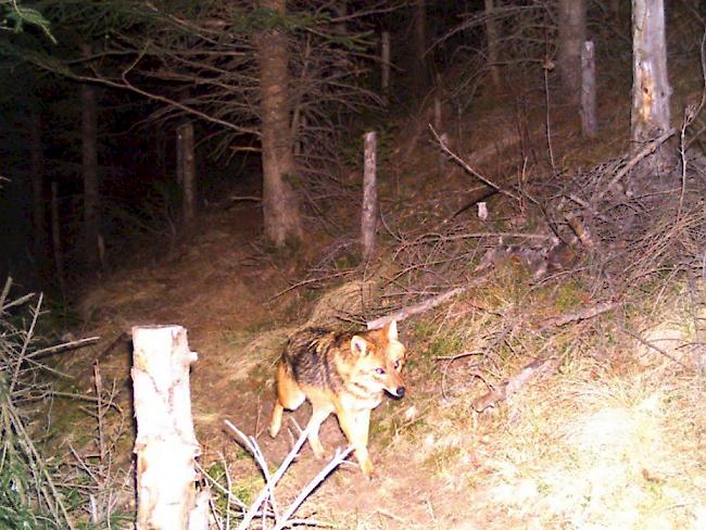 Grösser als ein Fuchs und kleiner als ein Wolf: Ein Goldschakal, aufgenommen von einer Fotofalle in der Surselva im Bündner Oberland am 27. Dezember 2015.