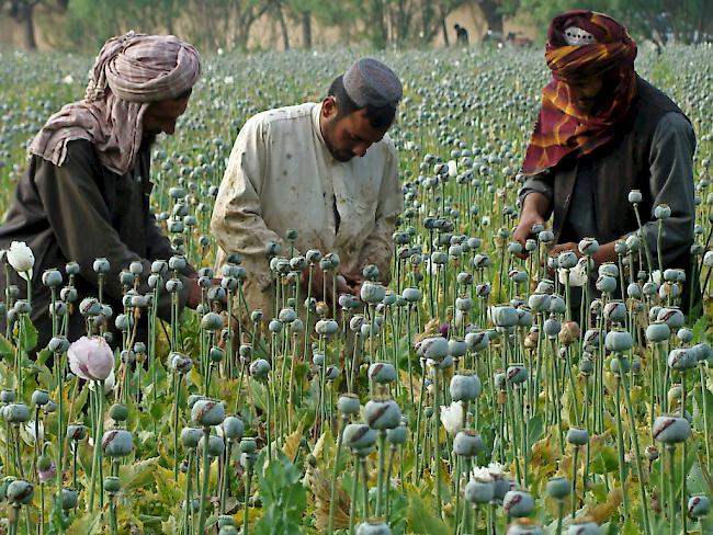 Opium-Ernte in der Provinz Helmand (Archiv)