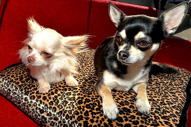 Ein Unterwalliser prügelte vergangene Woche einen Chihuahua zu Tode.