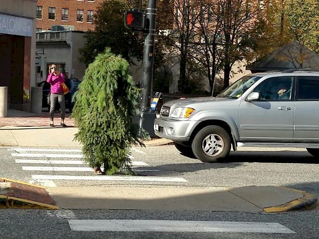 Der Mann hatte sich als Baum verkleidet an eine Kreuzung gestellt und wurde schliesslich von der Polizei abgeführt. (Twitter-Account Curt Fletcher/@CurtFletcher)