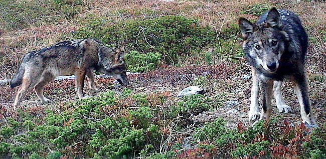 Bereits im Alter von sechs Monaten sowie ein Winterfell tragend, sind die Jungtiere gemäss David Gerke von der Gruppe Wolf Schweiz beinahe gleich gross wie die Elterntiere. Die Wölfe jetzt noch voneinander zu unterscheiden, sei schwierig.    