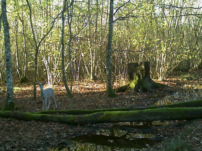 Seltene Erscheinung: Ein weisses Reh ist in den Wäldern bei Versoix GE in eine Fotofalle getappt.