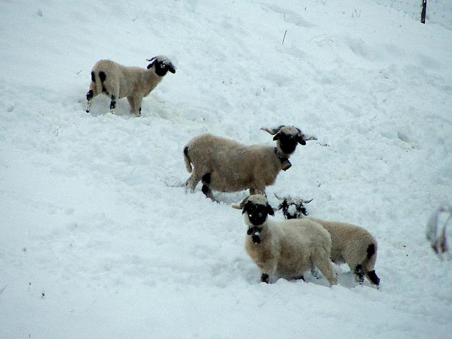 Zurückgelassen: Auf einer Alpe im Lötschental wurden mehrere Schafe sich selbst überlassen. Nach einer Rettungsaktion im November 2016 wurden nun sechs verendete Tiere gesichtet (Symbolbild).  
