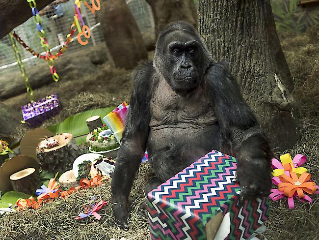 Colo wird zu ihrem 60. Geburtstag im Dezember mit Geschenken überhäuft. Jetzt ist die Gorilla-Dame gestorben. (Archivbild)