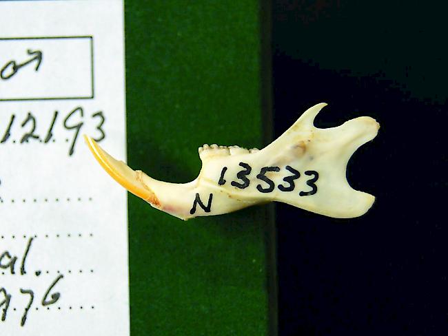 Kiefer einer "Cape York"-Ratte (Rattus leucopus). Knochen wie diese aus Museumssammlungen verraten viel über die Lebensweise der Nagetier-Arten.