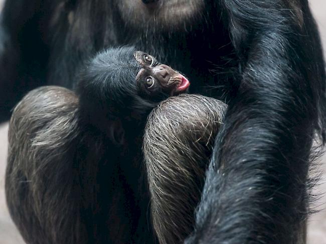Ozouri heisst das Schimpansen-Baby, das am 2. Februar im Zoo Basel zur Welt gekommen. Für Mutter Fifi ist es das erste Kind.