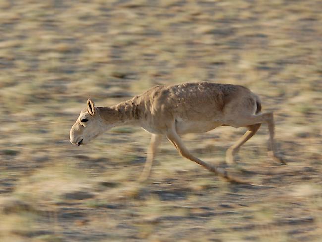 Ein Virus setzt der ohnehin schon bedrohten Saiga-Antilope in der Mongolei zu. (Archivbild)