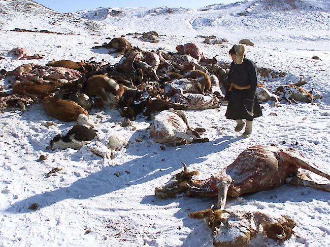 Der Winter ist zu hart für die viele Tiere: Verschwinden die Viehherden, so sind die mongolischen Nomaden ohne Lebensgrundlage. (Archiv)