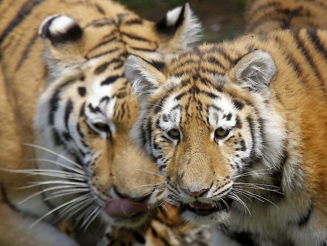 Zwei Tiger sollen im Norden Indiens in den letzten Wochen sieben Menschen getötet haben. (Symbolbild)