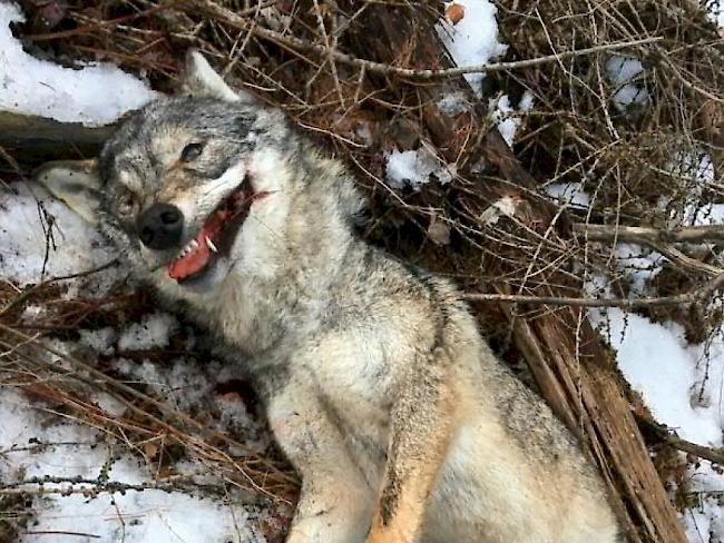 Am 17. Februar entdeckten Spaziergänger in einem Wald bei Mayoux/Anniviers den Kadaver einer erwachsenen Wölfin. Das Tier wurde gewildert.