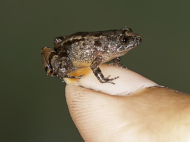Nyctibatrachus pulivijayani misst nur 13,6 Millimetern. Die winzige Froschart kommt in den indischen Westghats vor.