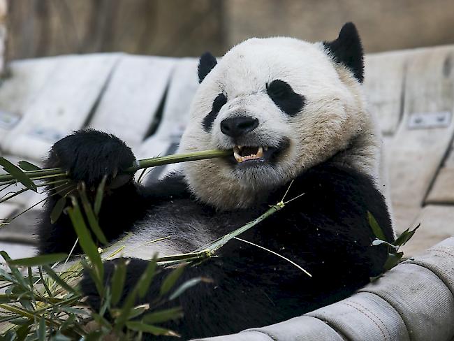 Das Panda-Weibchen Bao Bao vor seinem 16-stündigen Direktflug von Washington D.C. nach China.