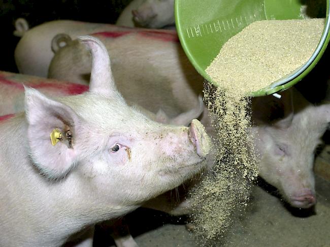 Nutz- und Heimtiere bekommen in der Schweiz mehrheitlich gesundes Futter vorgesetzt - 62,5 Prozent aller letztes Jahr untersuchten Futtermittel wurden nicht beanstandet. (Symbolbild)