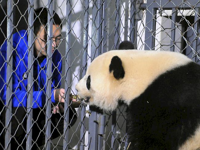 Etwas Leckeres als Willkommensgruss: Die Riesenpanda-Dame Bao Bao ist nach 17-stündigem Flug aus den USA wohlbehalten in China angekommen.