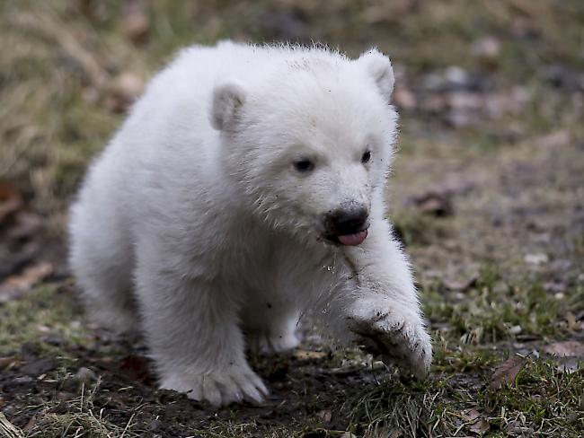 Das Eisbärenbaby im Münchner Tierpark Haellabrunn erkundet erstmals das Freigehege.
