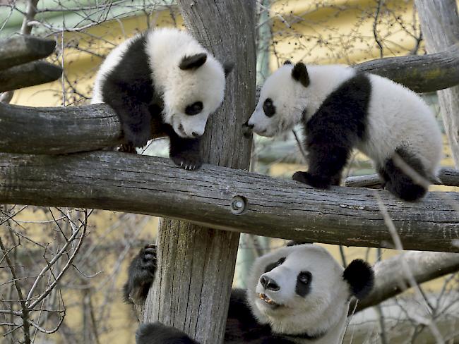 Zum ersten Mal im Aussengehege und bereits klettern die Panda-Kinder höher als ihre Mutter.